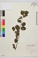 馬甲子藏品圖，第2張