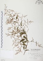 臺灣何首烏藏品圖，第1張