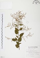 臺灣何首烏藏品圖，第1張