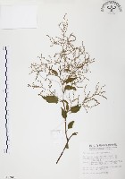 臺灣何首烏藏品圖，第1張