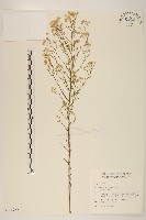 加拿大蓬藏品圖，第1張