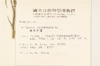 加拿大蓬藏品圖，第2張