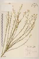 加拿大蓬藏品圖，第1張