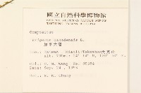 加拿大蓬藏品圖，第2張