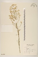 加拿大蓬藏品圖，第1張