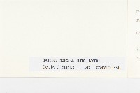 銳葉牽牛藏品圖，第3張