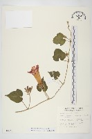 銳葉牽牛藏品圖，第1張