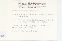 銳葉牽牛藏品圖，第2張