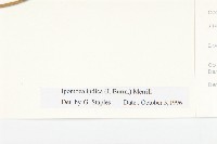 銳葉牽牛藏品圖，第3張