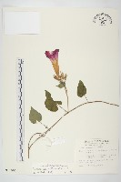 銳葉牽牛藏品圖，第1張