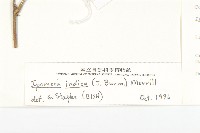 銳葉牽牛藏品圖，第3張