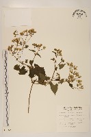 蔓澤蘭藏品圖，第1張