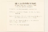 蔓澤蘭藏品圖，第2張