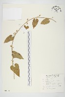 金網中牽牛藏品圖，第1張