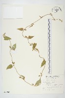 金網中牽牛藏品圖，第1張