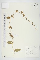 金網中牽牛藏品圖，第1張