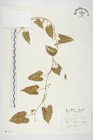 金網中牽牛藏品圖，第1張