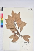 登錄號:S011985藏品圖，第1張