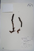 穗花蛇菰藏品圖，第1張