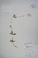 輪葉沙參藏品圖，第1張