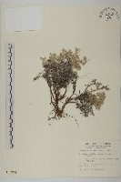 山艾藏品圖，第1張