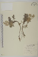 山艾藏品圖，第1張