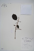 硬齒獼猴桃藏品圖，第1張