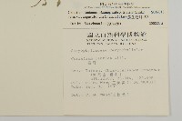 簇生卷耳藏品圖，第2張