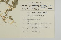 簇生卷耳藏品圖，第2張