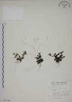 黃斑龍膽藏品圖，第1張