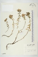 登錄號:S012022藏品圖，第1張