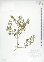 彎果黃菫藏品圖，第1張