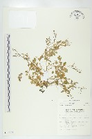 焊菜藏品圖，第1張