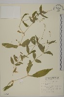 狗筋蔓藏品圖，第1張