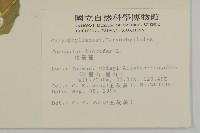 狗筋蔓藏品圖，第2張