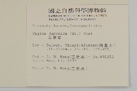 瓜槌草、漆姑草藏品圖，第2張