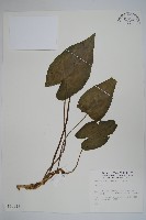 登錄號:S012036藏品圖，第1張