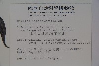 玉山糯米樹、狹葉糯米樹藏品圖，第2張