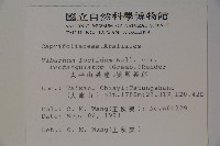 狹葉莢迷藏品圖，第2張