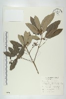 耿氏虎皮楠藏品圖，第1張