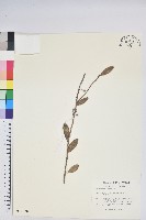 凹葉越橘藏品圖，第1張