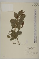 刺果衛矛藏品圖，第1張