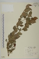 刺果衛矛藏品圖，第1張