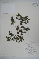 假黃楊藏品圖，第1張