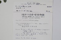 假黃楊藏品圖，第2張