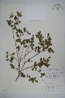 假黃楊藏品圖，第1張