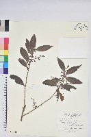 珍珠花、長尾葉越橘藏品圖，第1張