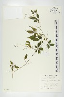 絞股藍藏品圖，第1張