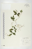 絞股藍藏品圖，第1張