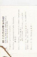 裂緣花藏品圖，第2張